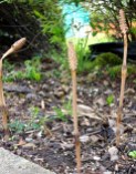 Horsetail - spore stem