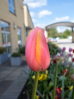 Pink and yellow tulip