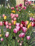 Tulips at front of Hospice