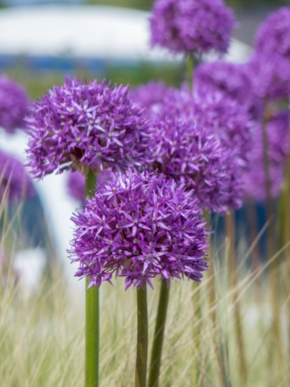 Allium 'purple sensation'