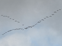 Geese Arriving