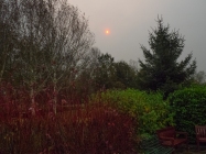 Red Sun and Dogwoods