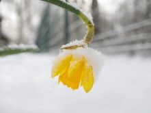 Snow covered Daffodil