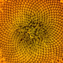 Sunflower Seedhead
